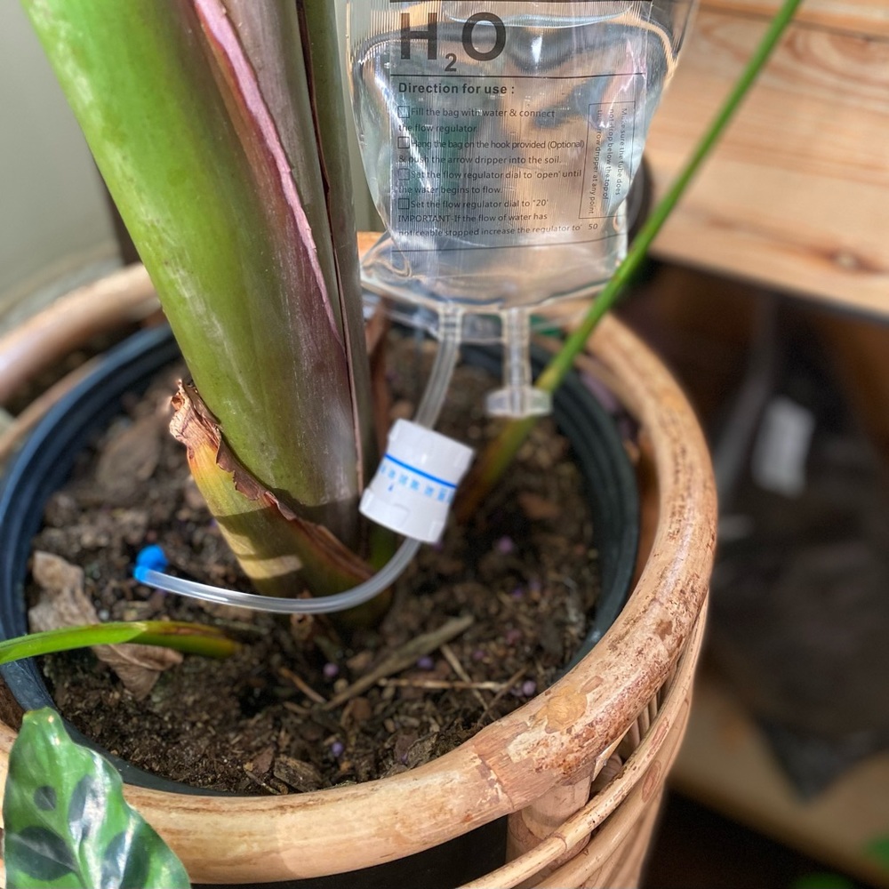Plant IV - Plant Life Support